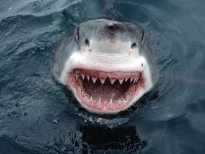 Köpek Balığının Diş Sayısı