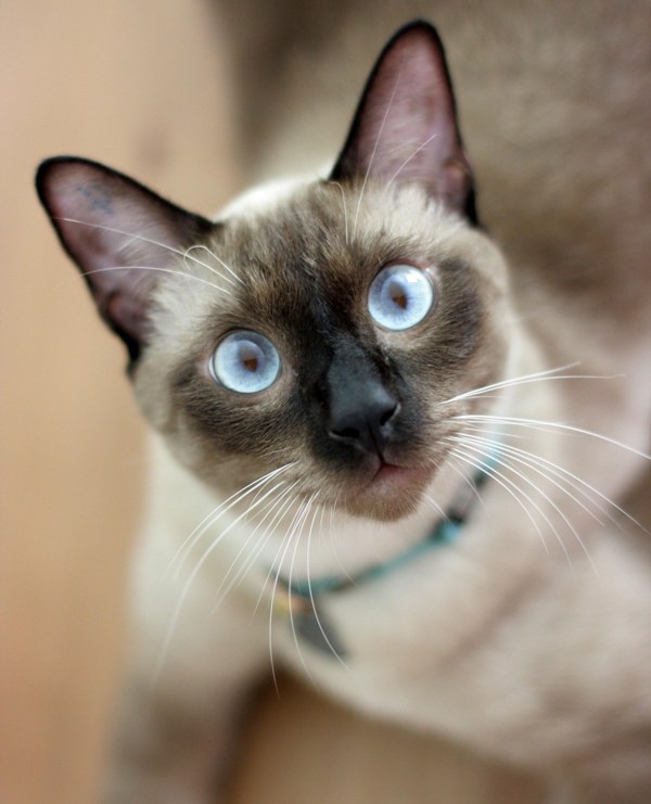 Kedi Türlerinin Birbiriyle Üreyebildiğini Biliyor Muydunuz? Kedi Türlerinin Birbiriyle Üreyebildiğini Biliyor Muydunuz?