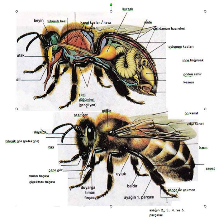 Bal Arısının Kaç Gözü Vardır